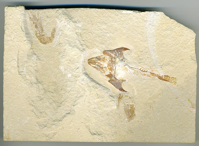 Fisch aus der Unterkreide des Libanon
