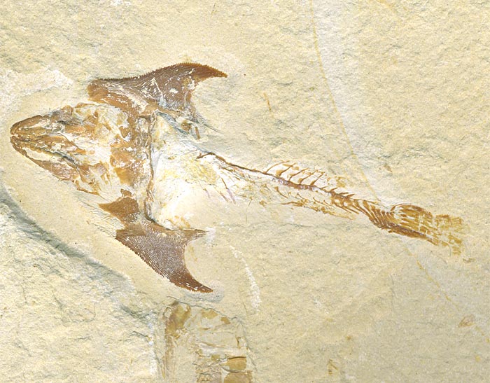 Fisch aus der Unterkreide des Libanon