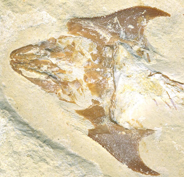 Fisch aus der Unterkreide des Libanon
