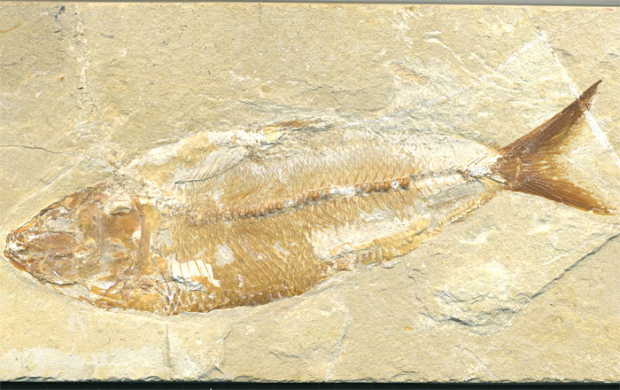 Fisch aus der Unterkreide des Libanon