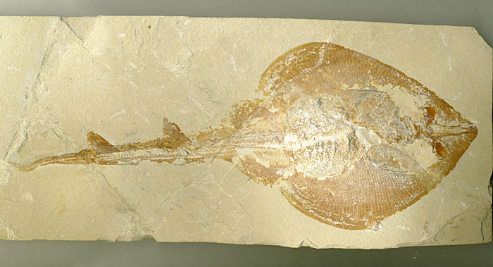 Fisch aus der Unterkreide des Libanon