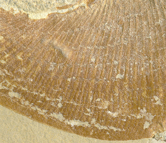 Fisch aus der Unterkreide des Libanon