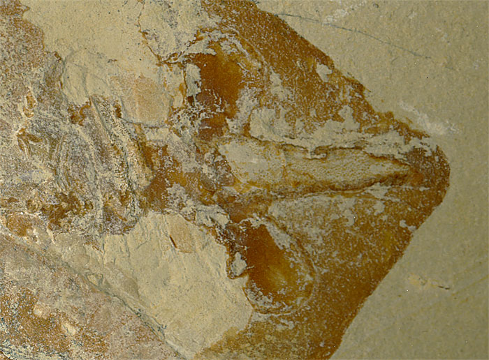 Fisch aus der Unterkreide des Libanon
