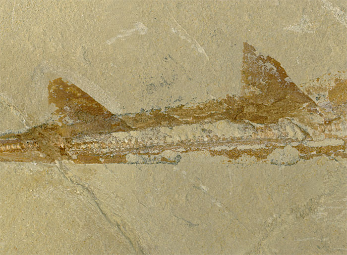 Fisch aus der Unterkreide des Libanon