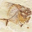 Fossilien aus der Kreide des Libanon