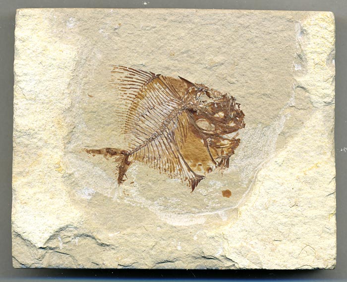 Fisch aus der Unterkreide des Libanon
