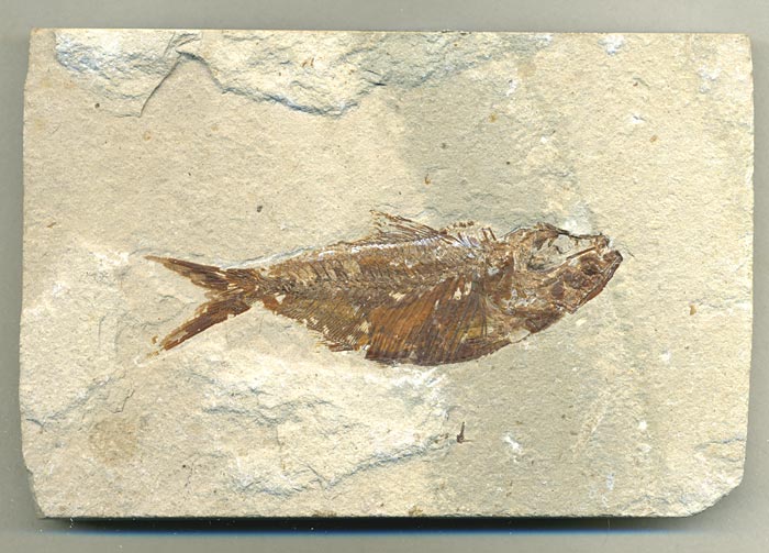 Fisch aus der Unterkreide des Libanon
