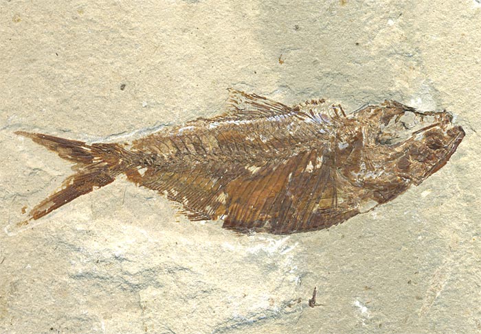 Fisch aus der Unterkreide des Libanon