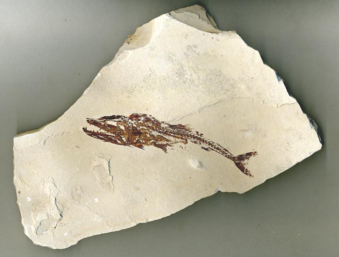Fisch aus der Unterkreide des Libanon