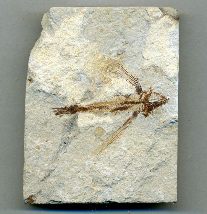Fisch aus der Unterkreide des Libanon