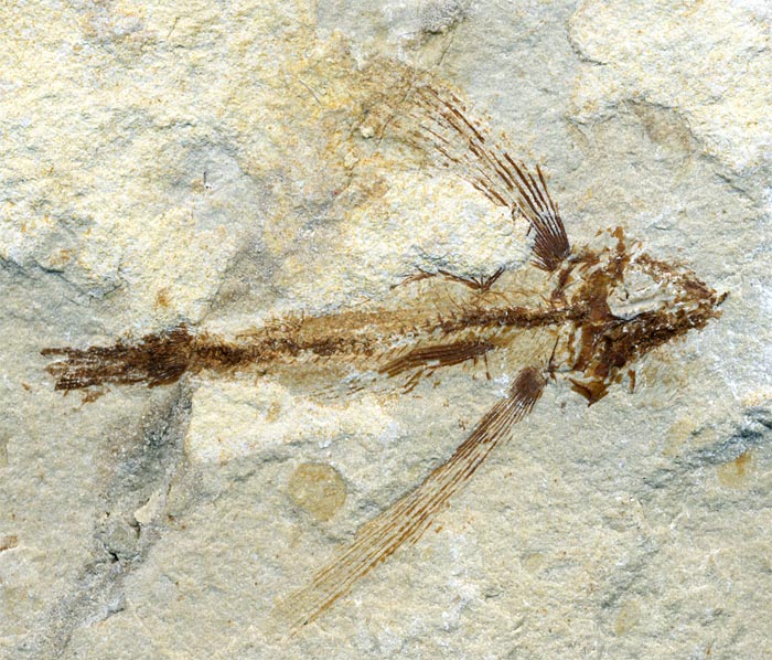 Fisch aus der Unterkreide des Libanon