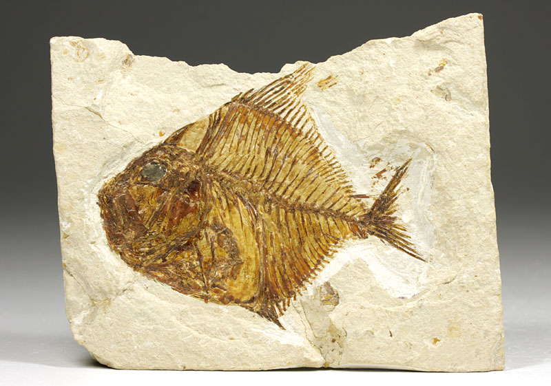 Fisch aus der Unterkreide des Libanon