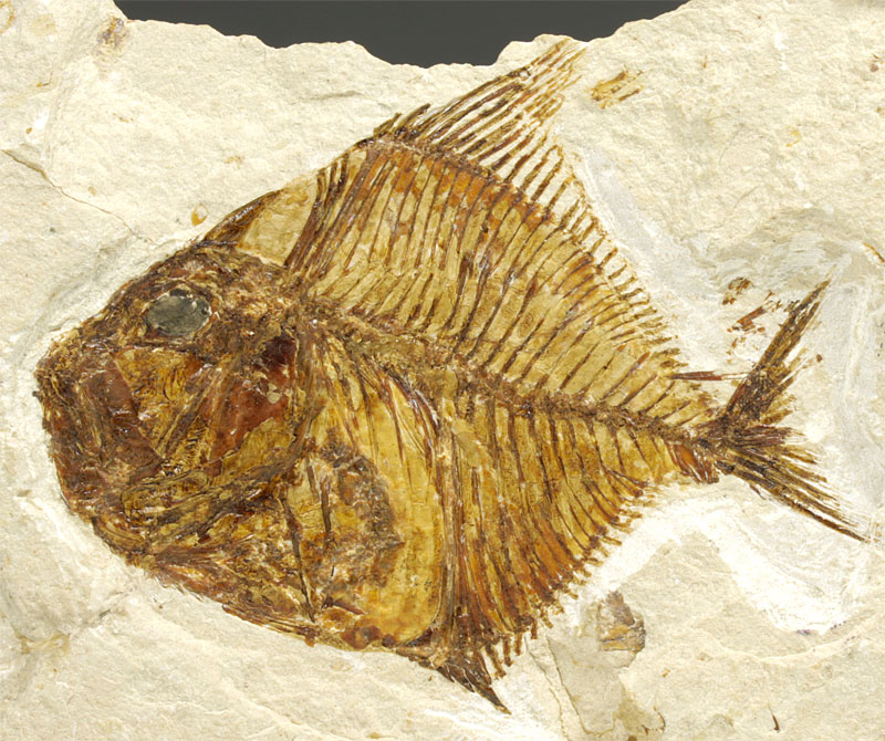 Fisch aus der Unterkreide des Libanon