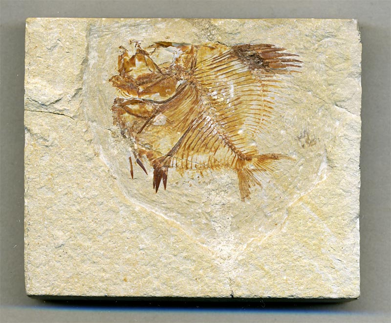 Fisch aus der Unterkreide des Libanon