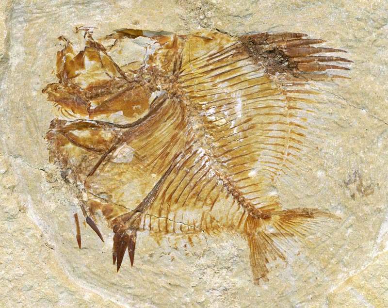 Fisch aus der Unterkreide des Libanon