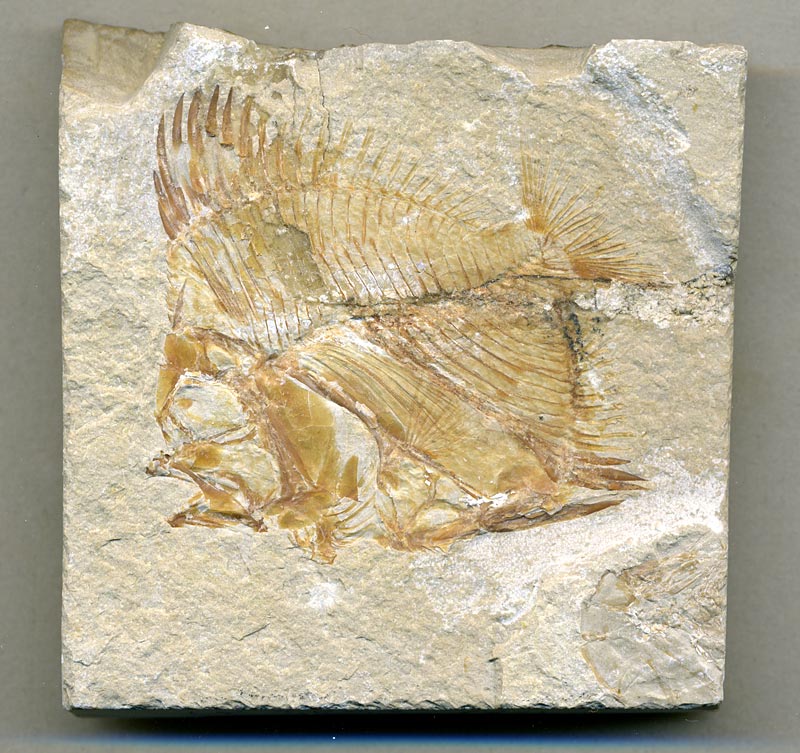 Fisch aus der Unterkreide des Libanon