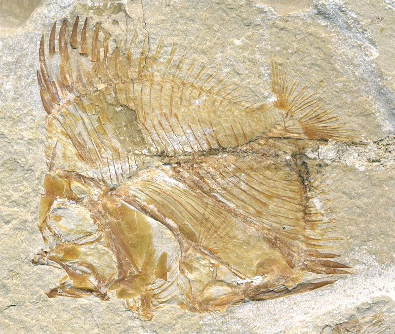 Fisch aus der Unterkreide des Libanon