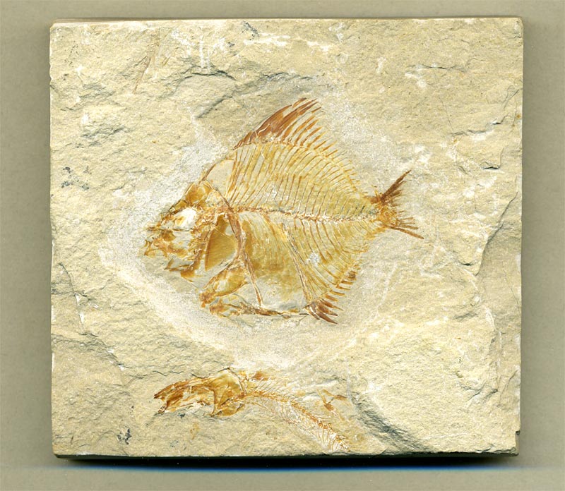 Fisch aus der Unterkreide des Libanon