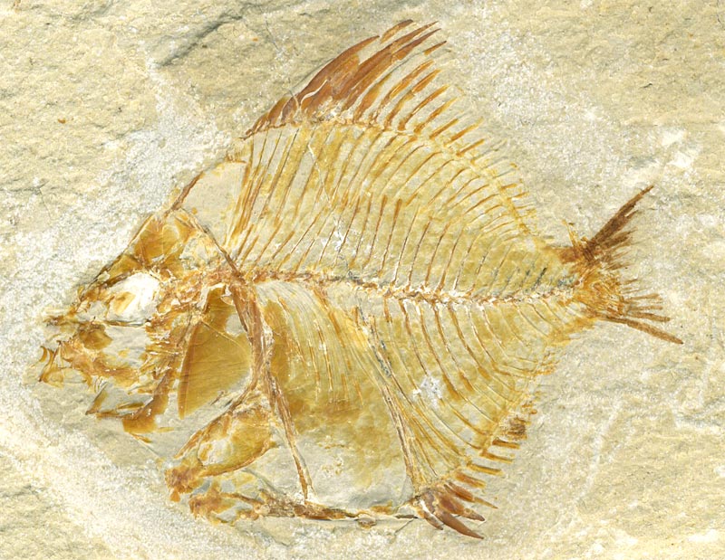 Fisch aus der Unterkreide des Libanon