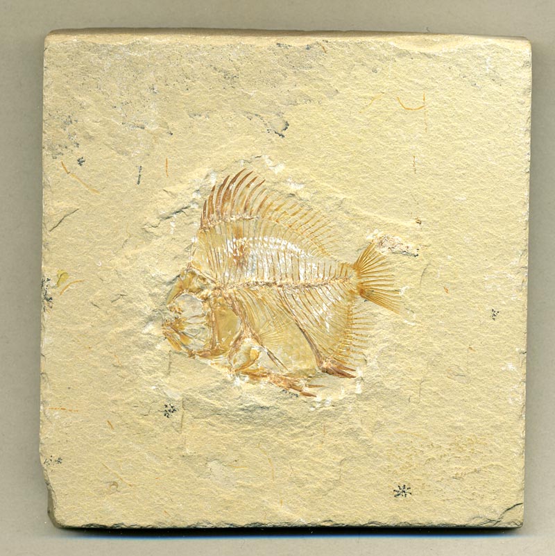 Fisch aus der Unterkreide des Libanon