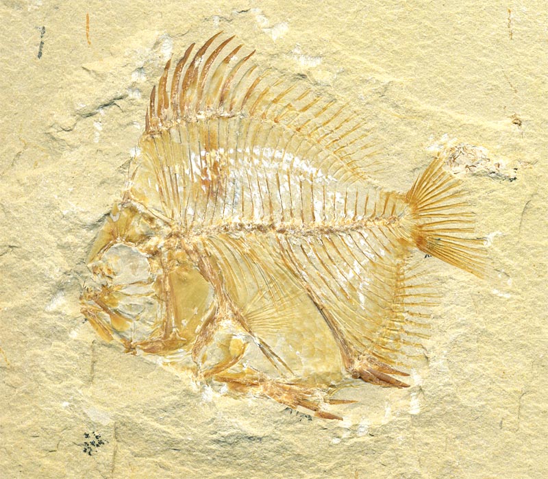 Fisch aus der Unterkreide des Libanon