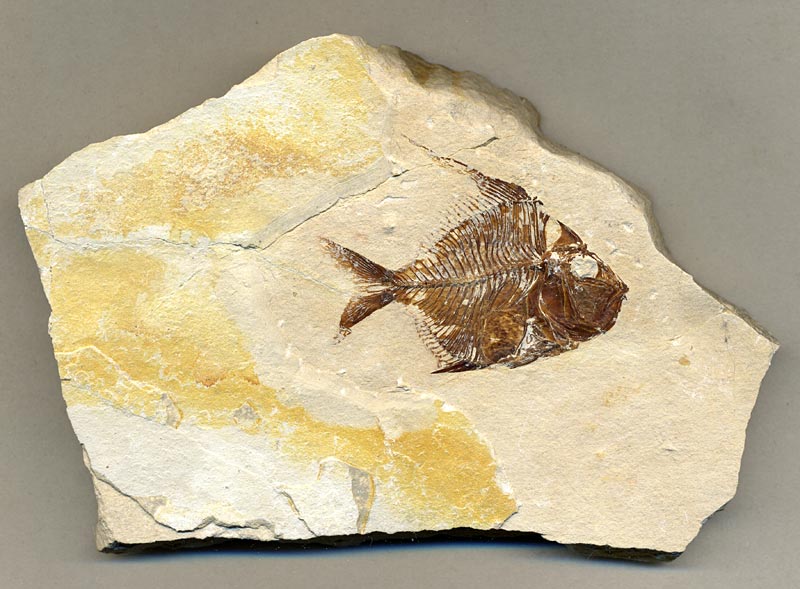 Fisch aus der Unterkreide des Libanon