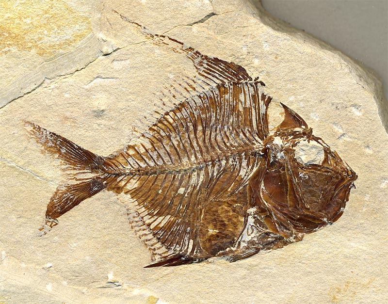 Fisch aus der Unterkreide des Libanon