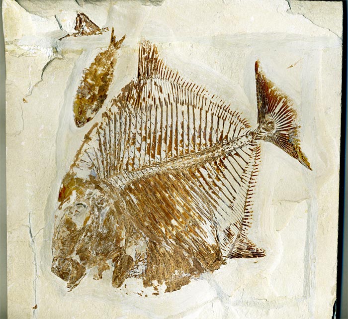 Kugelzahnfisch aus der Unterkreide des Libanon