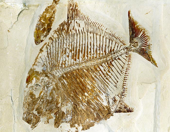 Kugelzahnfisch aus der Unterkreide des Libanon