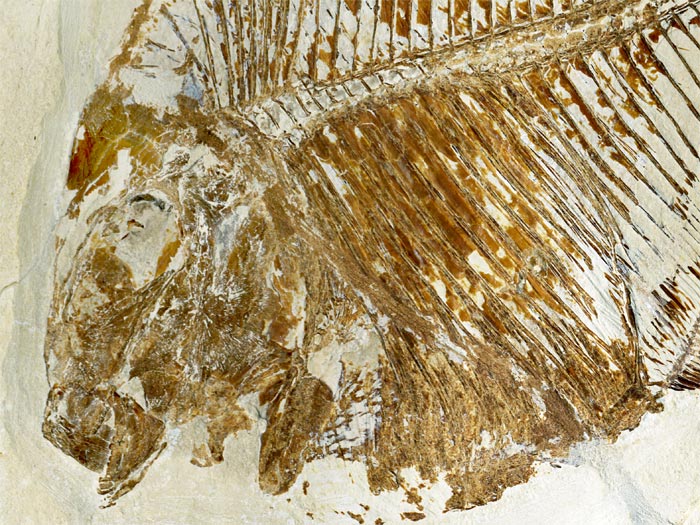 Kugelzahnfisch aus der Unterkreide des Libanon