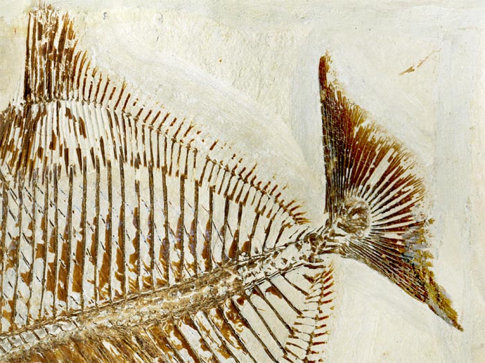 Kugelzahnfisch aus der Unterkreide des Libanon