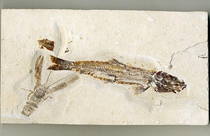 Knochenfisch aus der Unterkreide des Libanon
