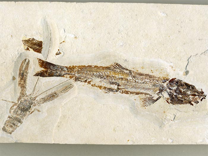 Knochenfisch aus der Unterkreide des Libanon