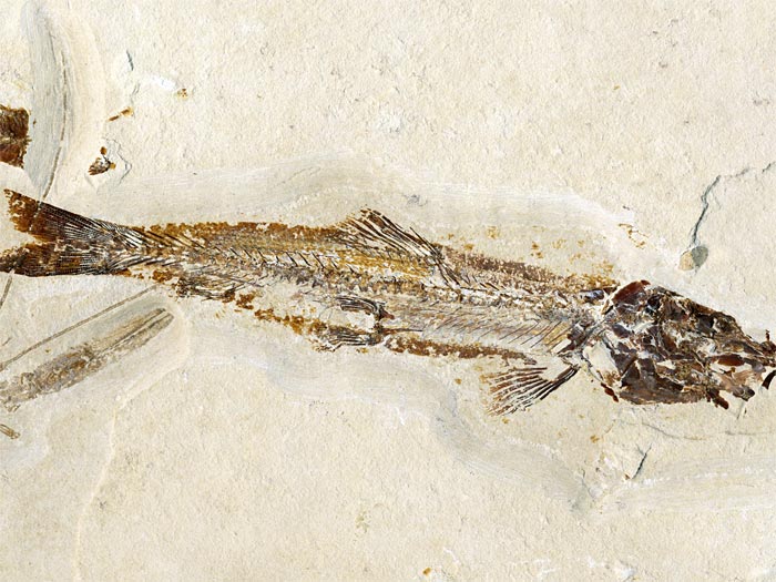 Knochenfisch aus der Unterkreide des Libanon
