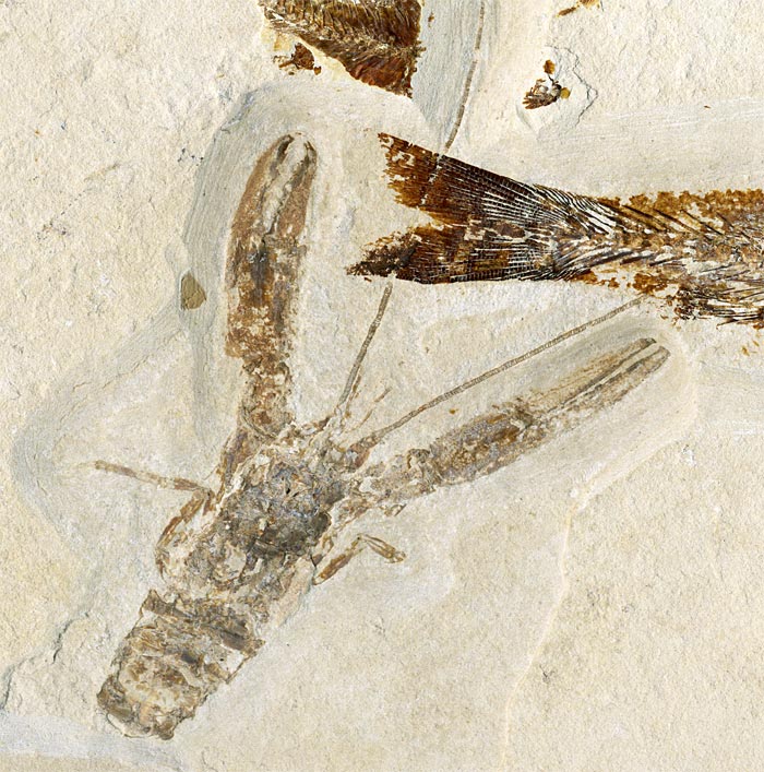 Knochenfisch aus der Unterkreide des Libanon
