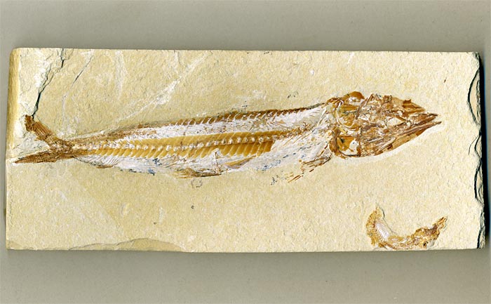 Knochenfisch aus der Unterkreide des Libanon