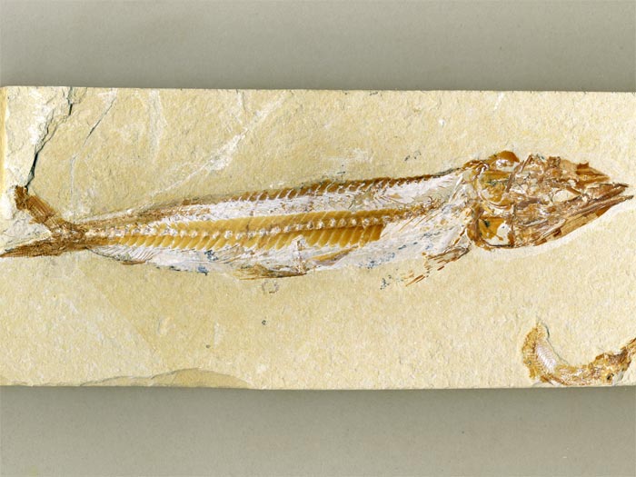 Knochenfisch aus der Unterkreide des Libanon