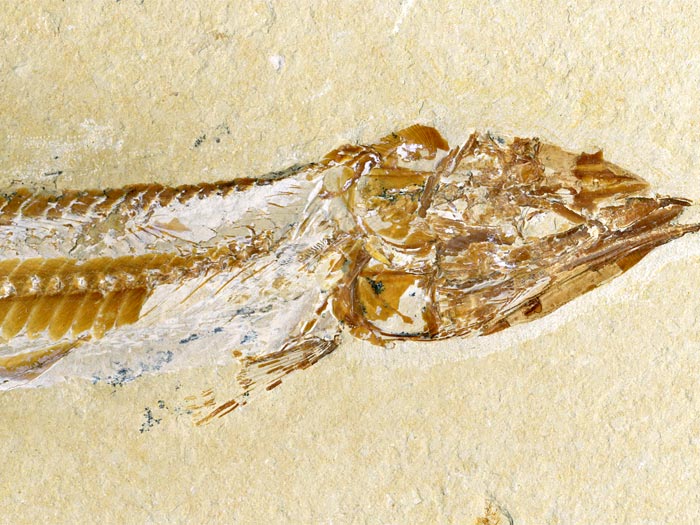 Knochenfisch aus der Unterkreide des Libanon