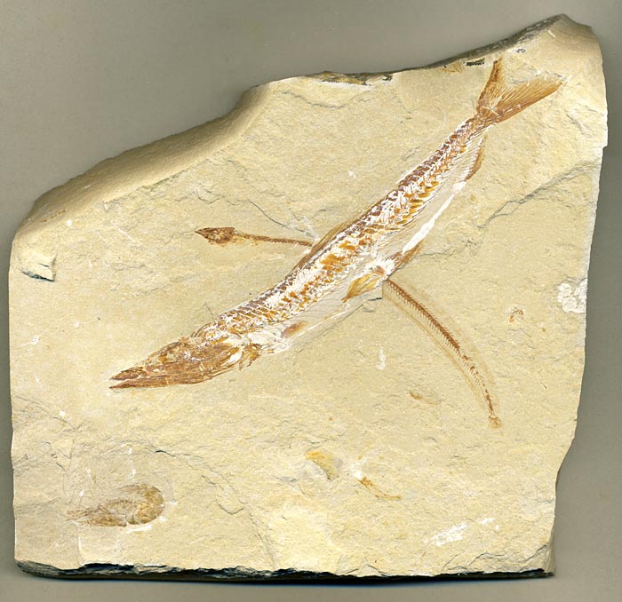 Knochenfisch aus der Unterkreide des Libanon