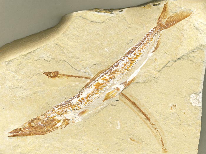 Knochenfisch aus der Unterkreide des Libanon