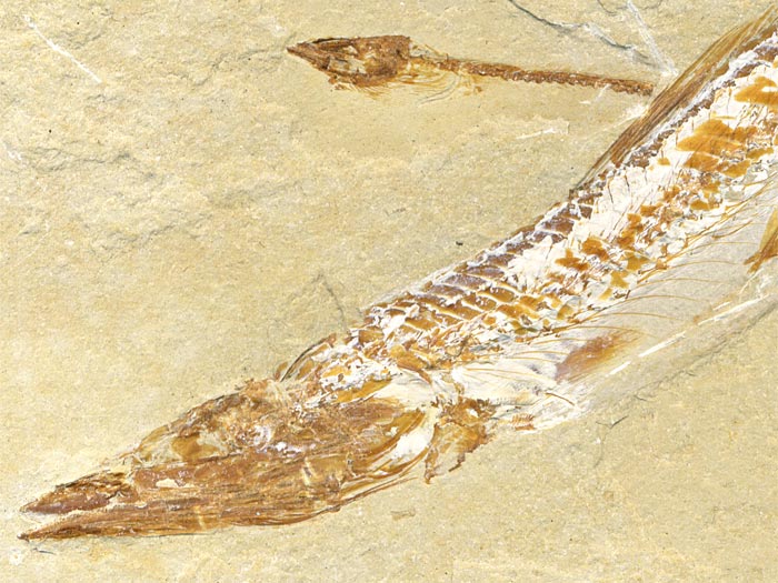 Knochenfisch aus der Unterkreide des Libanon
