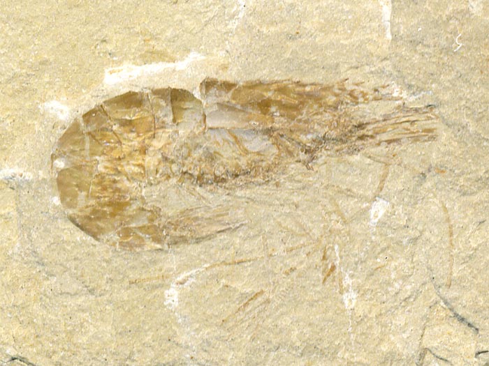 Knochenfisch aus der Unterkreide des Libanon