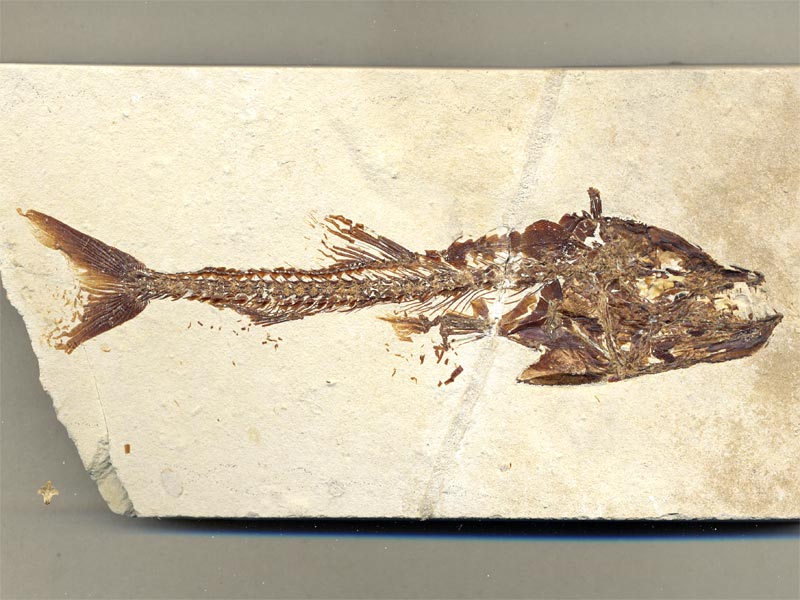 Fisch aus der Unterkreide des Libanon