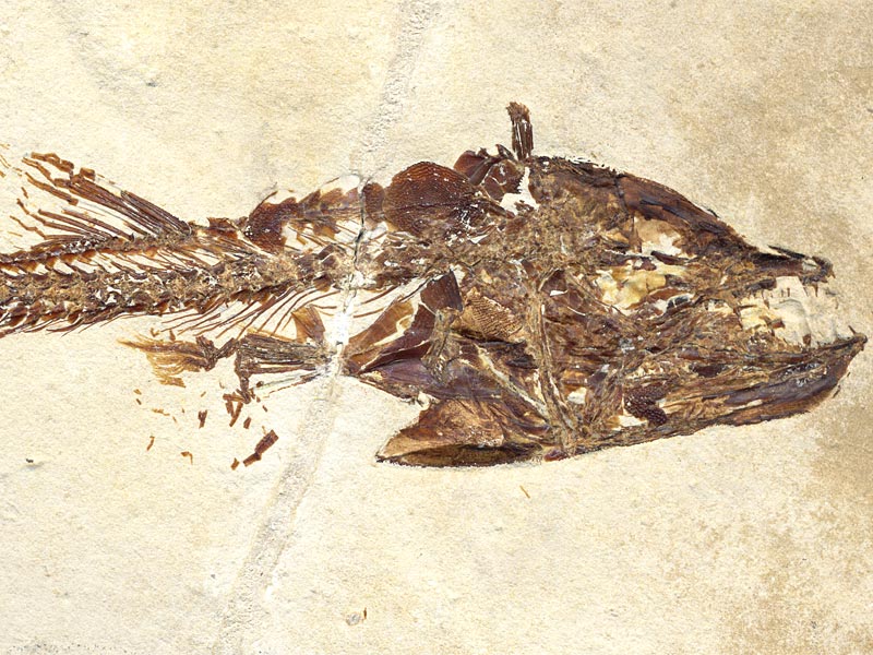 Fisch aus der Unterkreide des Libanon