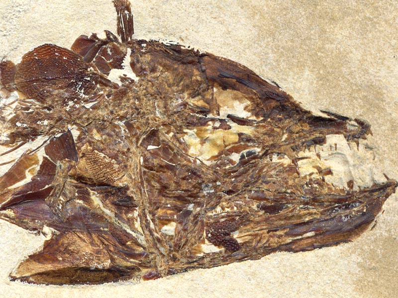 Fisch aus der Unterkreide des Libanon