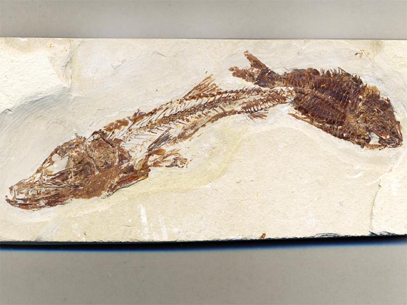 Fisch aus der Unterkreide des Libanon