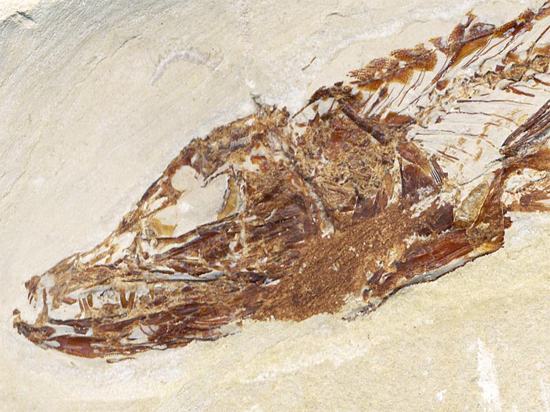 Fisch aus der Unterkreide des Libanon