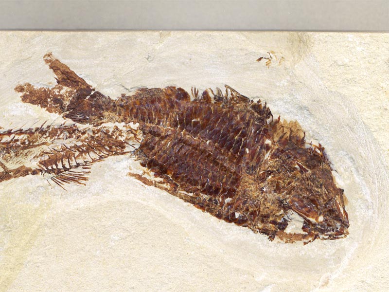Fisch aus der Unterkreide des Libanon