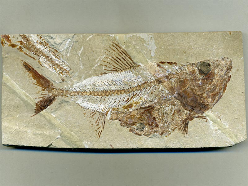 Fisch aus der Unterkreide des Libanon
