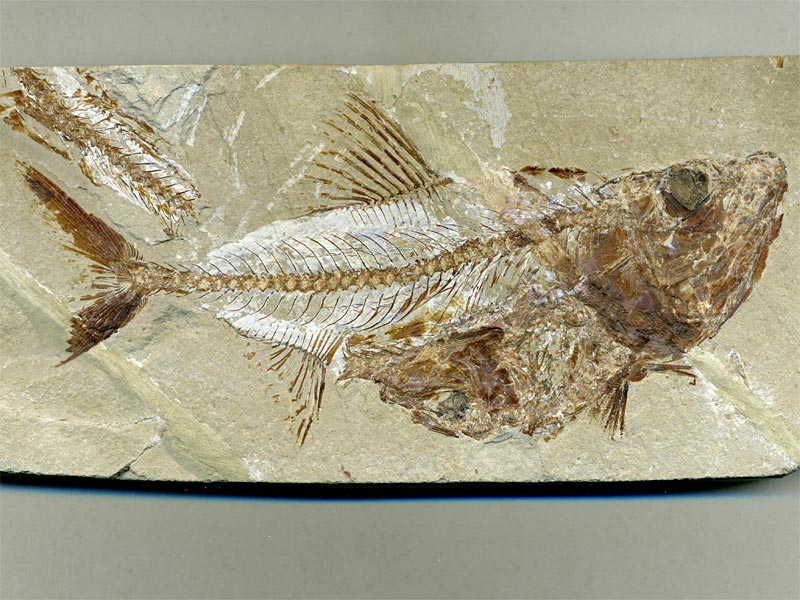 Fisch aus der Unterkreide des Libanon